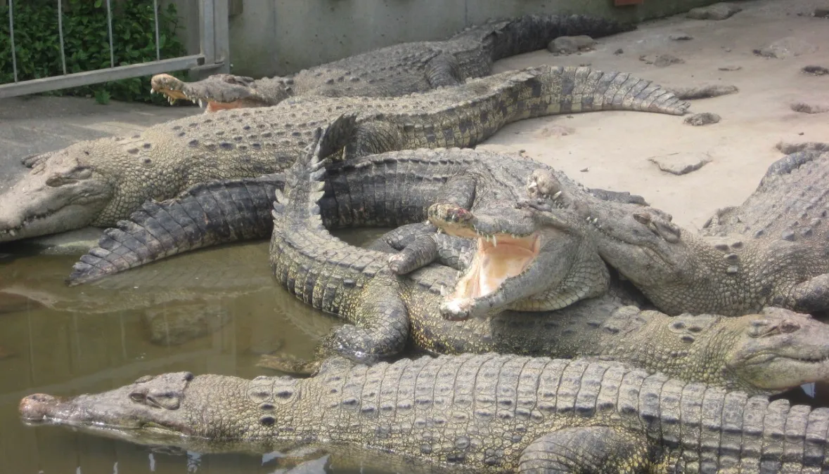 鬼山地獄で温泉熱を利用して飼育されているワニ