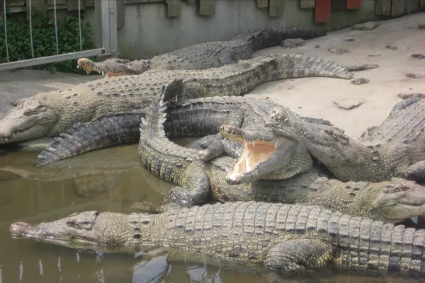 鬼山地獄で温泉熱を利用して飼育されているワニ